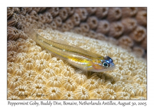 Peppermint Goby