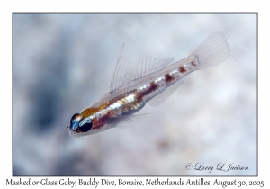 Masked or Glass Goby