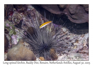 Long-spined Urchin