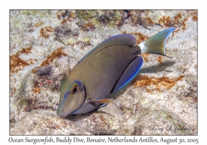 Ocean Surgeonfish