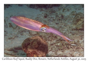 Caribbean Reef Squid