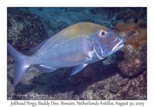 Jolthead Porgy