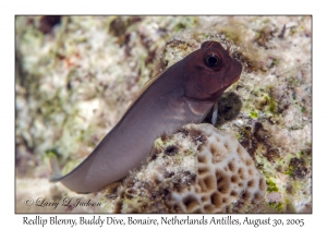 Redlip Blenny