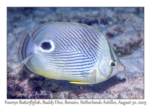 Foureye Butterflyfish