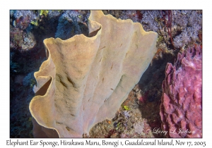 Elephant Ear Sponge