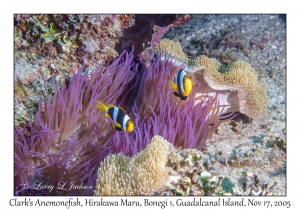 Clark's Anemonefish