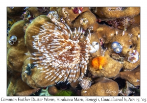 Common Feather Duster Worm