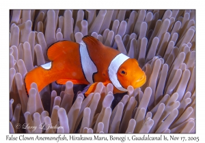 False Clown Anemonefish