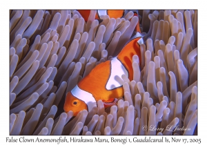 False Clown Anemonefish