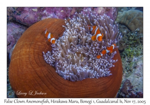 False Clown Anemonefish