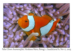 False Clown Anemonefish