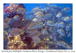 Lined & Java Rabbitfish