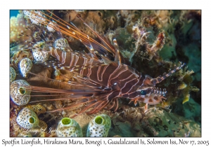 Spotfin Lionfish