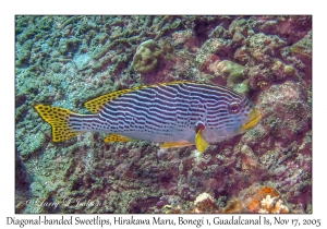 Diagnonal-banded Sweetlips