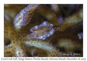 Coral Crab Gall