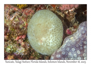 Tunicates