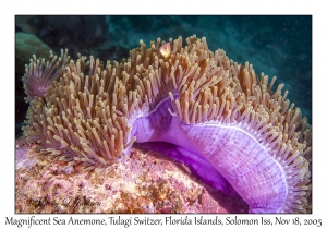 Magnificent Sea Anemone