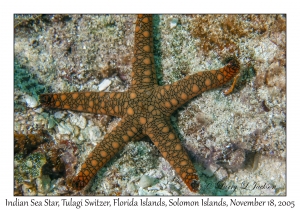 Indian Sea Star