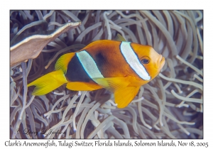 Clark's Anemonefish