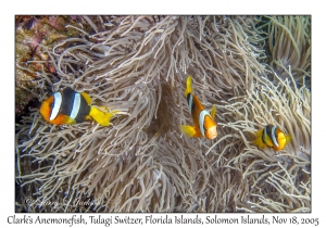 Clark's Anemonefish