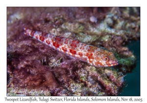 Twospot Lizardfish