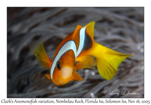 Clark's Anemonefish variation