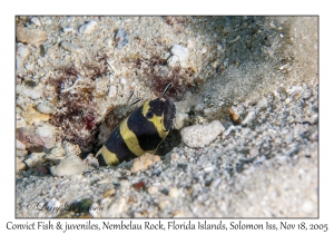 Convict Fish & juveniles