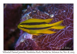 Yellowtail Damsel juvenile