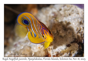 Regal Angelfish juvenile