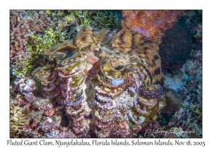 Fluted Giant Clam