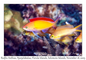 Redfin Anthias