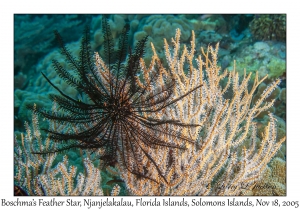 Boschma's Feather Star