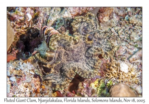 Fluted Giant Clam