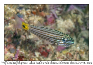 Wolf Cardinalfish phase