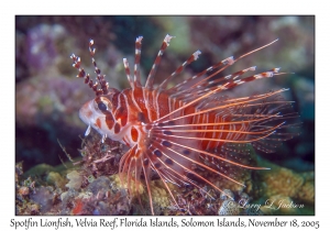 Spotfin Lionfish