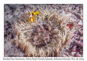 Beaded Sea Anemone