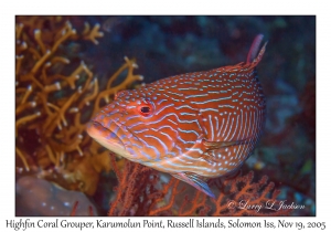 Highfin Coral Grouper