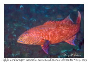 Highfin Coral Grouper