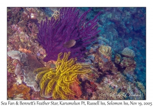 Sea Fan & Bennett's Feather Star