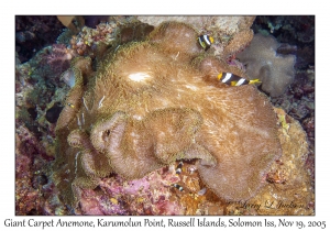 Giant Carpet Anemone