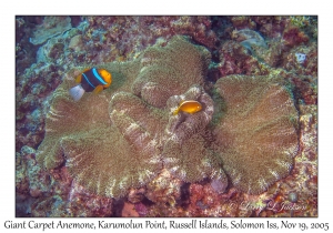 Giant Carpet Anemone