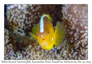 White-bonnet Anemonefish