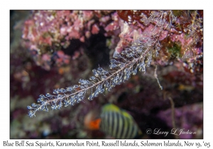 Blue Bell Sea Squirt