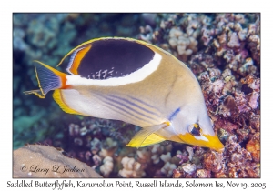 Saddled Butterflyfish