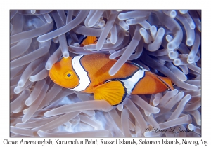 Clown Anemonefish