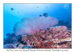 Sea Fan