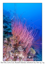 Sea Fans