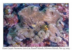 Giant Carpet Anemone