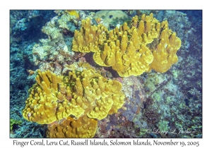 Finger Coral