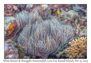 White-bonnet & Orangefin Anemonefish